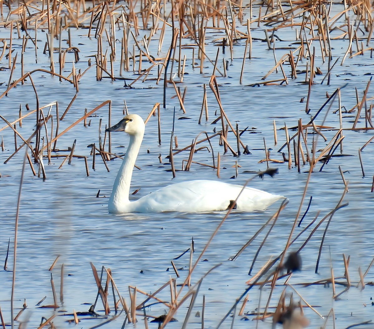 Cisne Chico - ML631424413