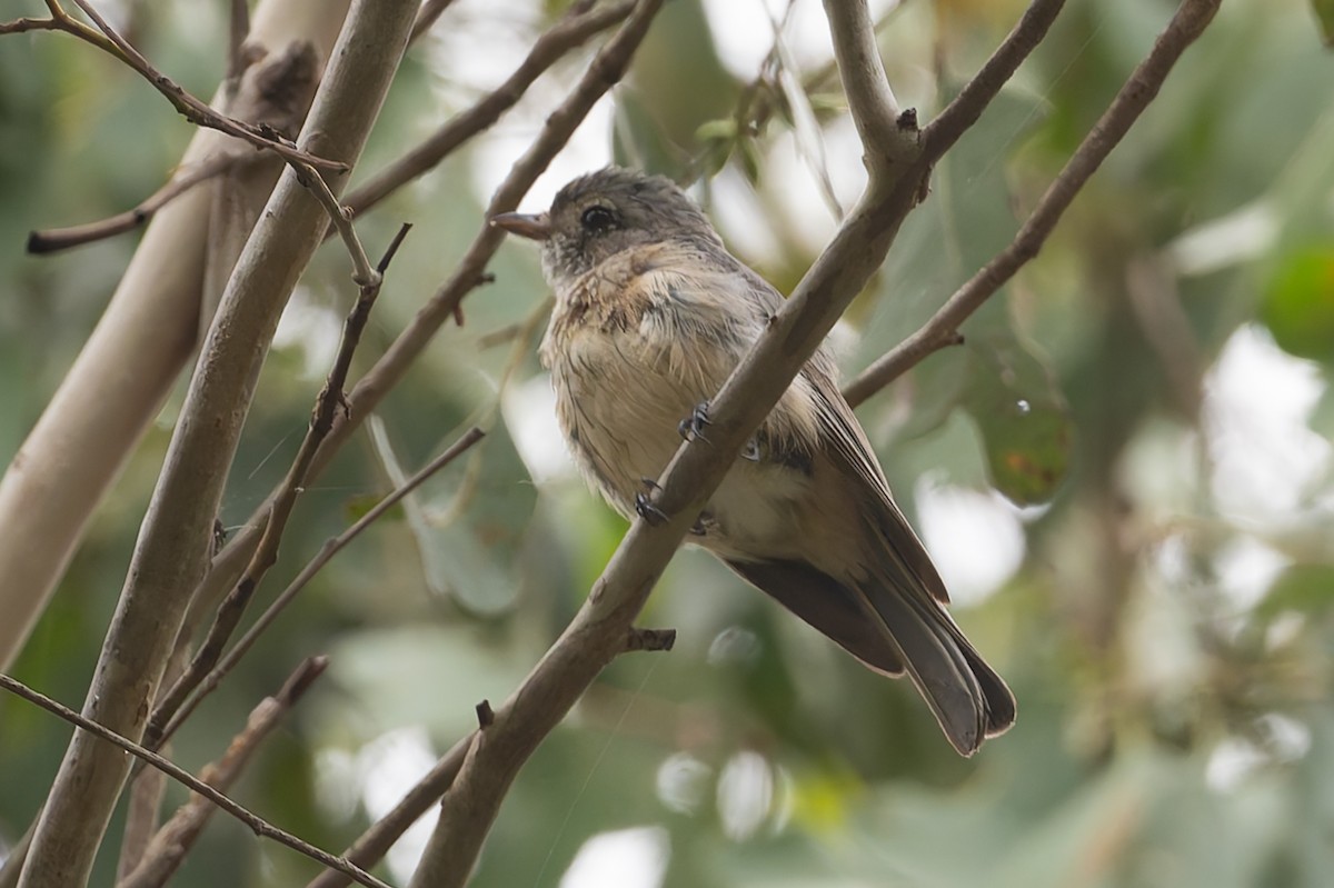 Rufous Whistler - ML631424449