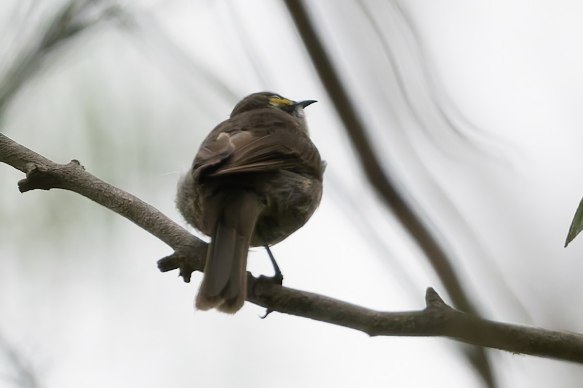 Yellow-faced Honeyeater - ML631424461