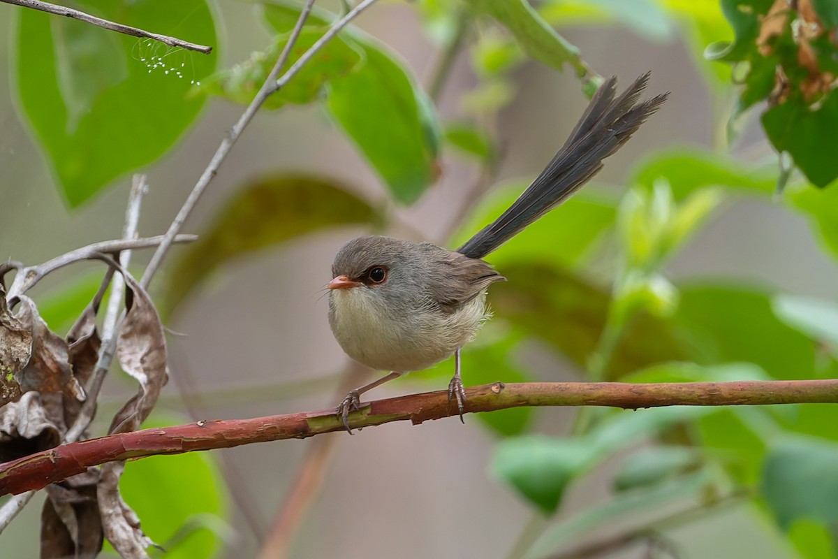 Variegated Fairywren - ML631424468