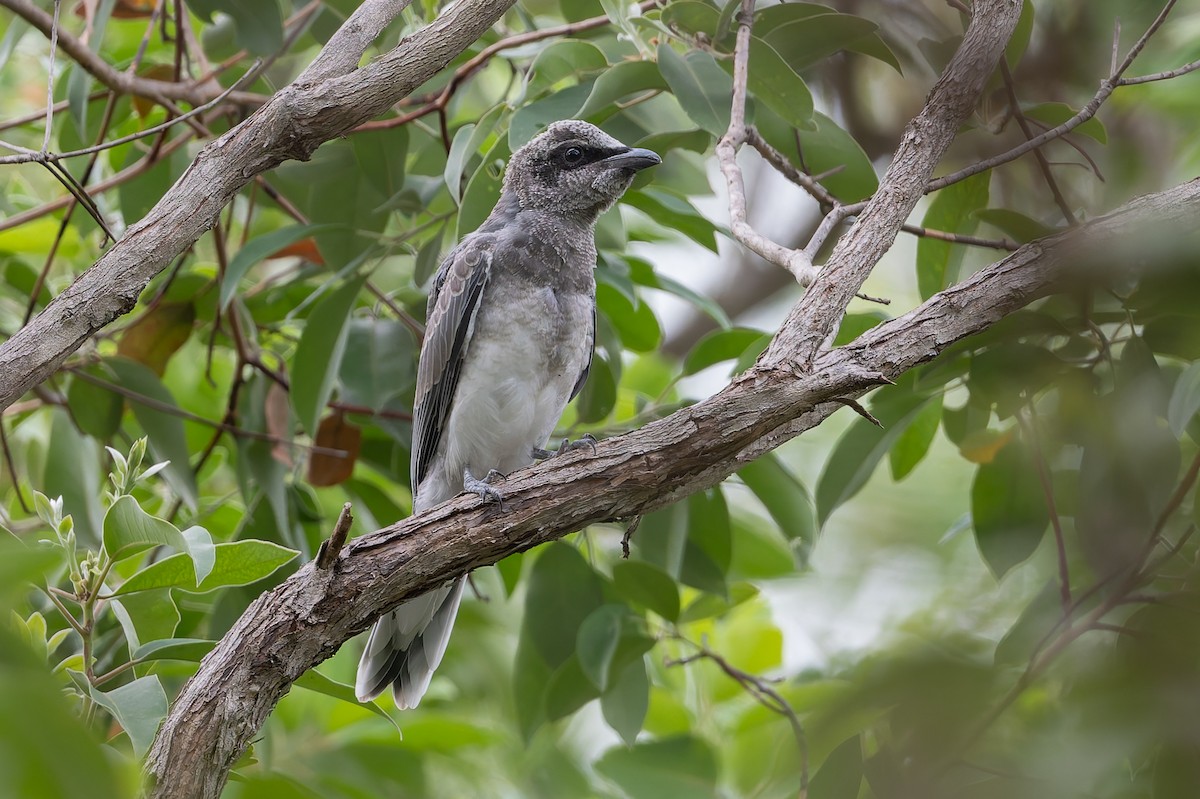 Black-faced Cuckooshrike - ML631424555