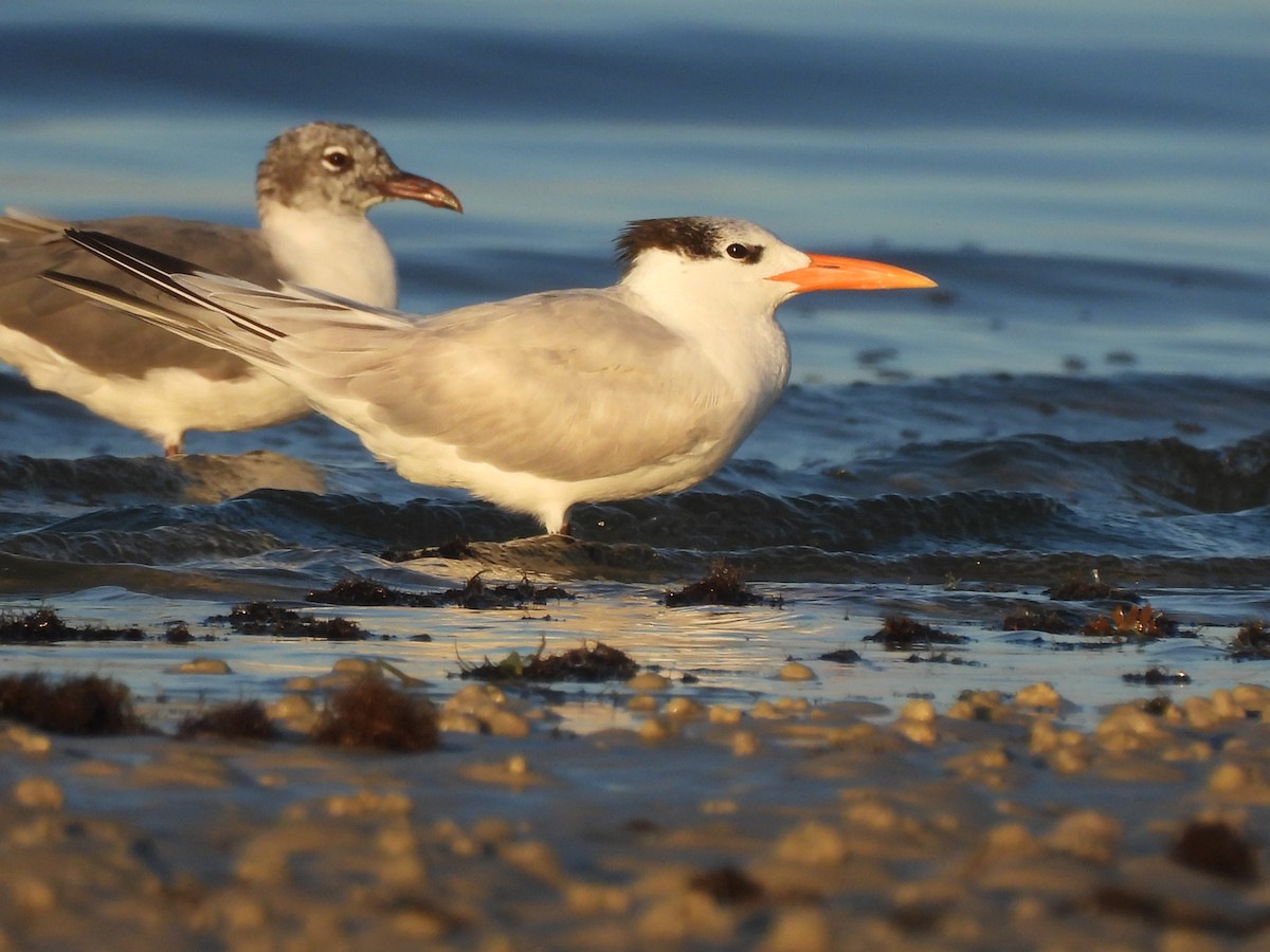 Royal Tern - ML631424611