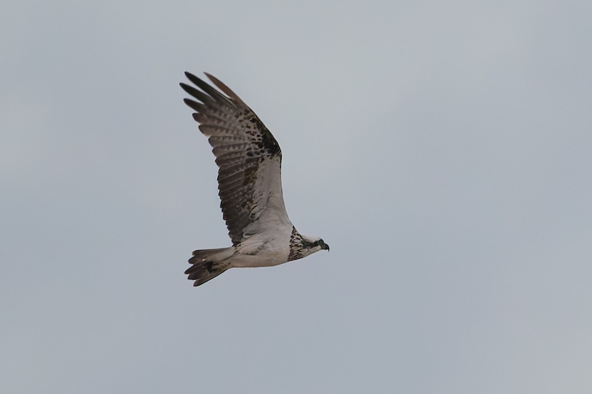 Osprey - ML631424677