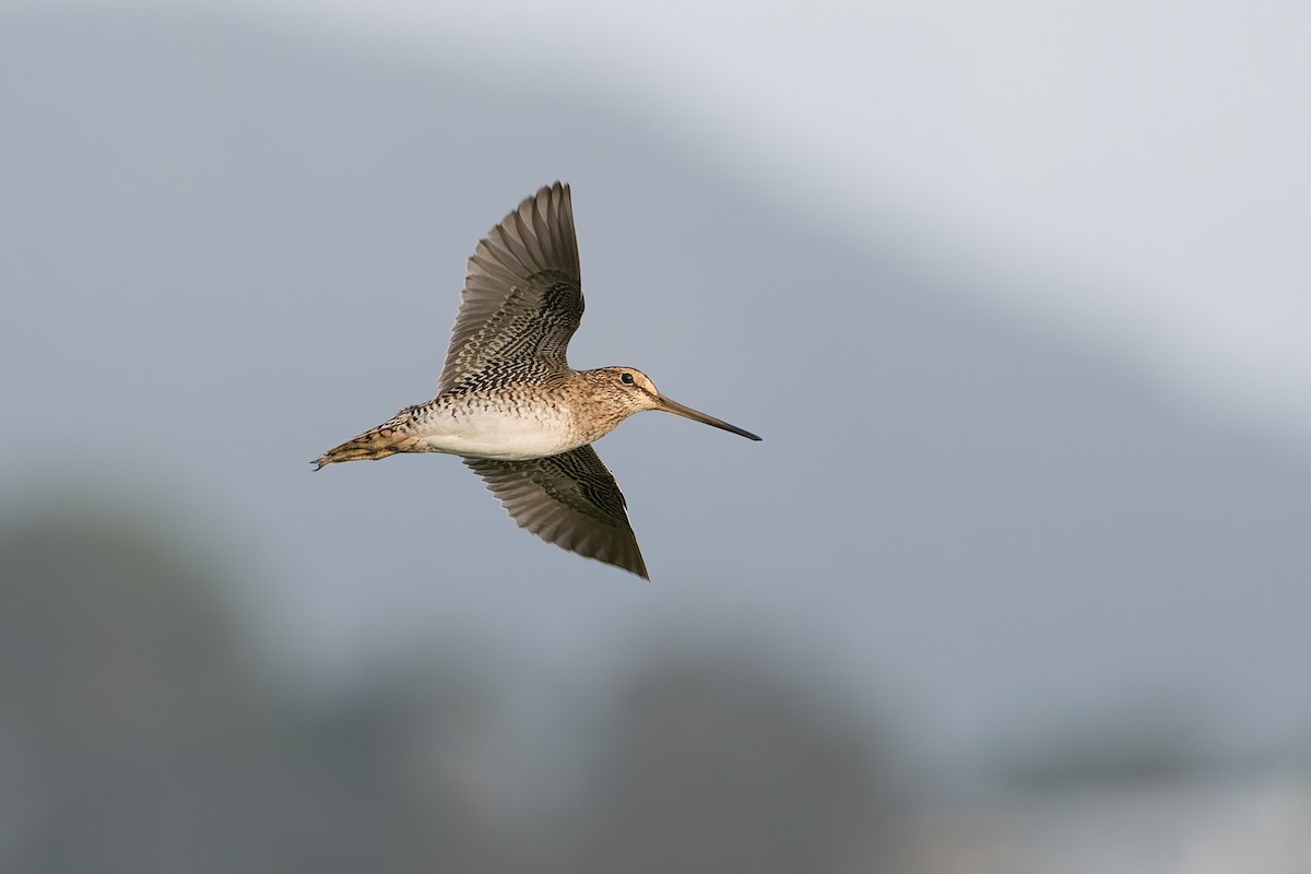 Latham's Snipe - ML631425038