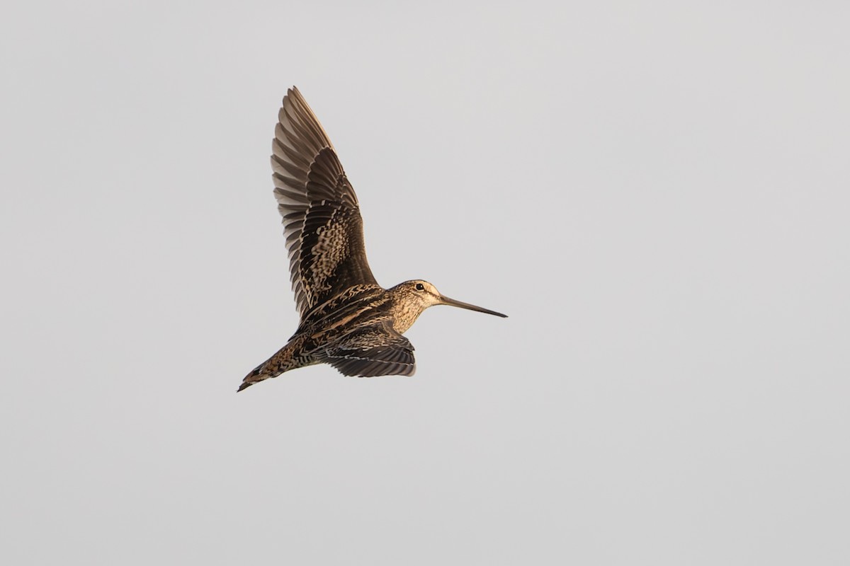 Latham's Snipe - ML631425040