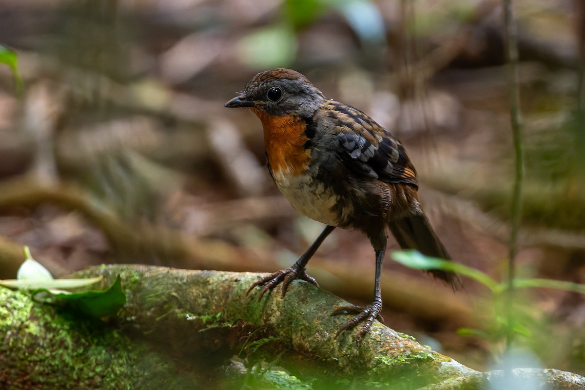 Australian Logrunner - ML631425114