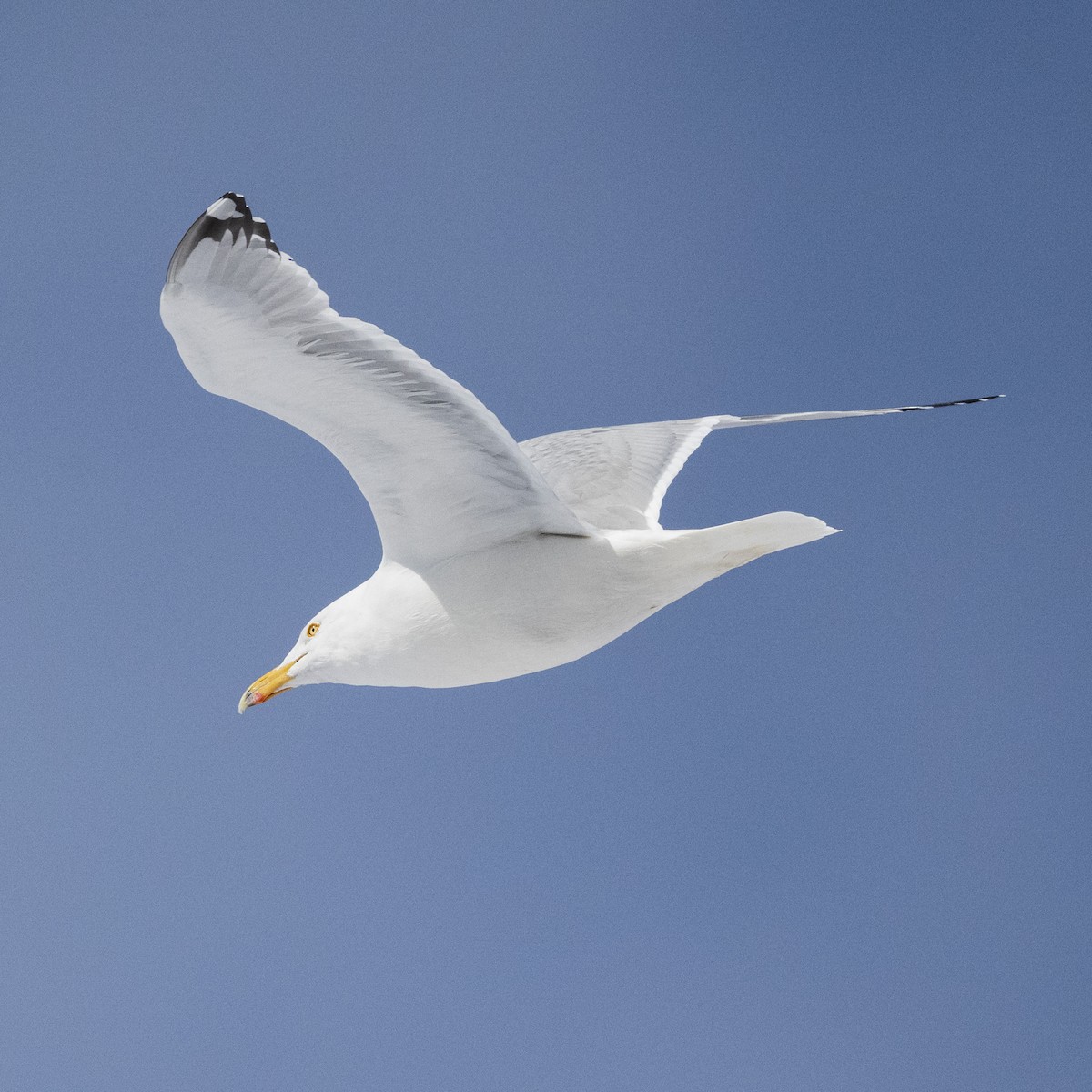 American Herring Gull - ML631425240