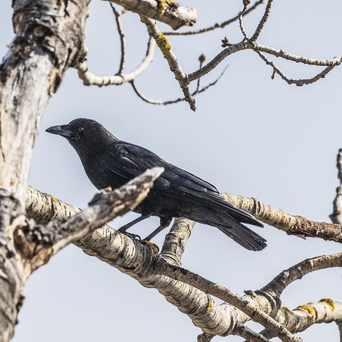 American Crow - ML631425250