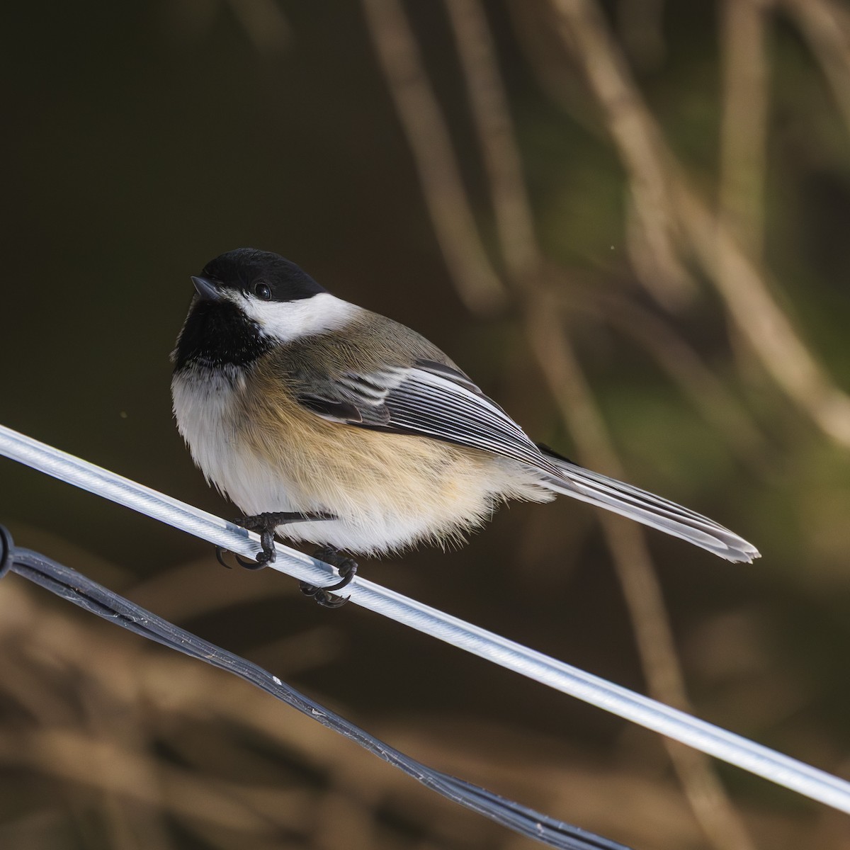 Black-capped Chickadee - ML631425261