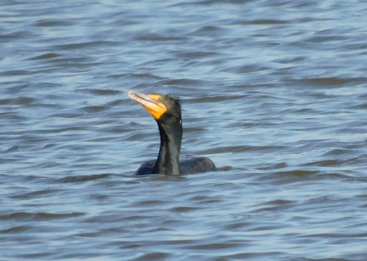 Double-crested Cormorant - ML631425266