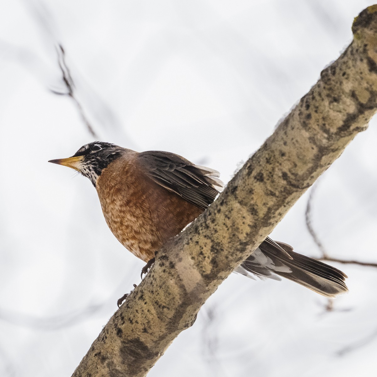 American Robin - ML631425275