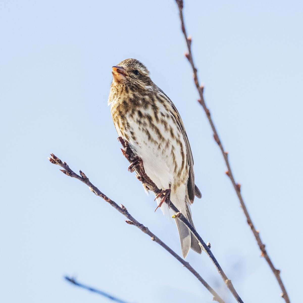 Purple Finch - ML631425289