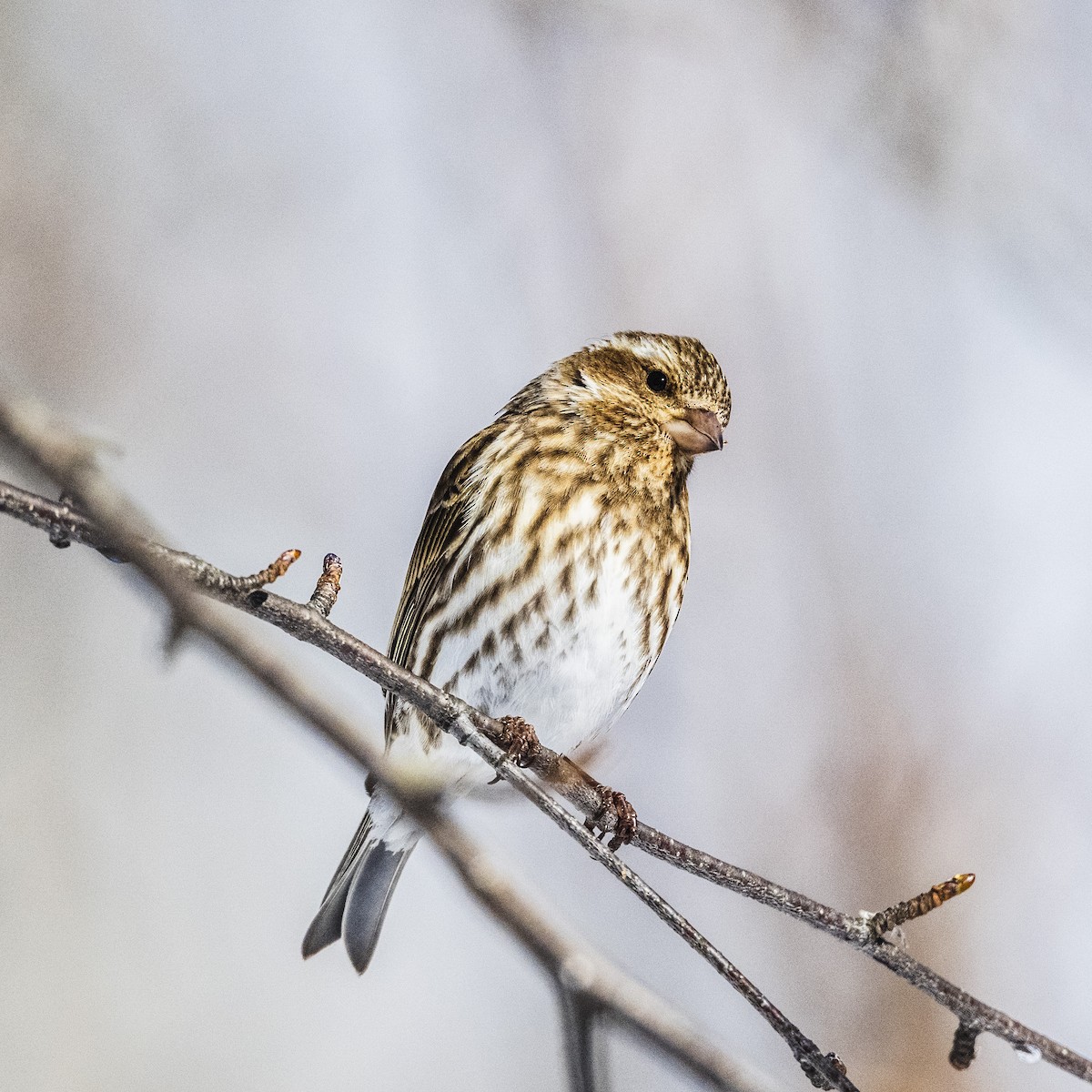 Purple Finch - ML631425290
