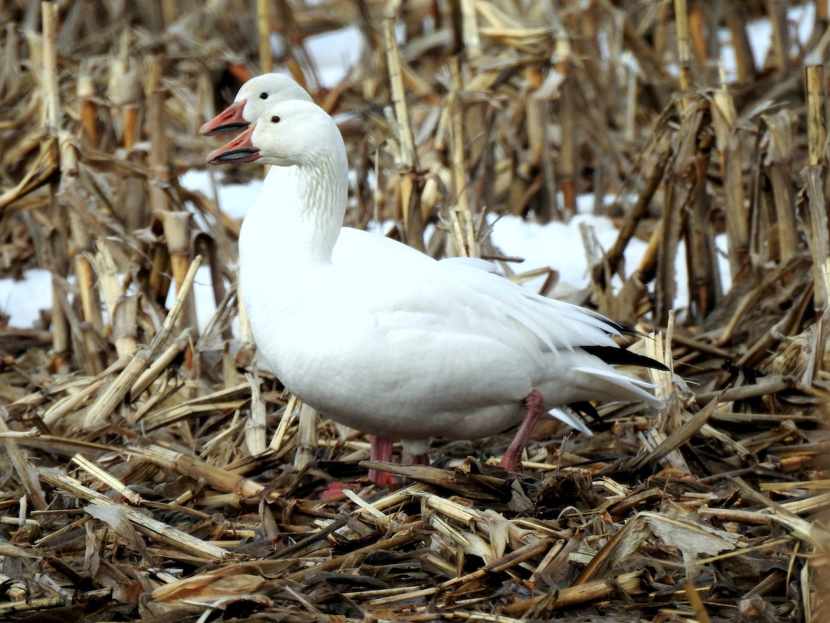 Snow Goose - ML631425366