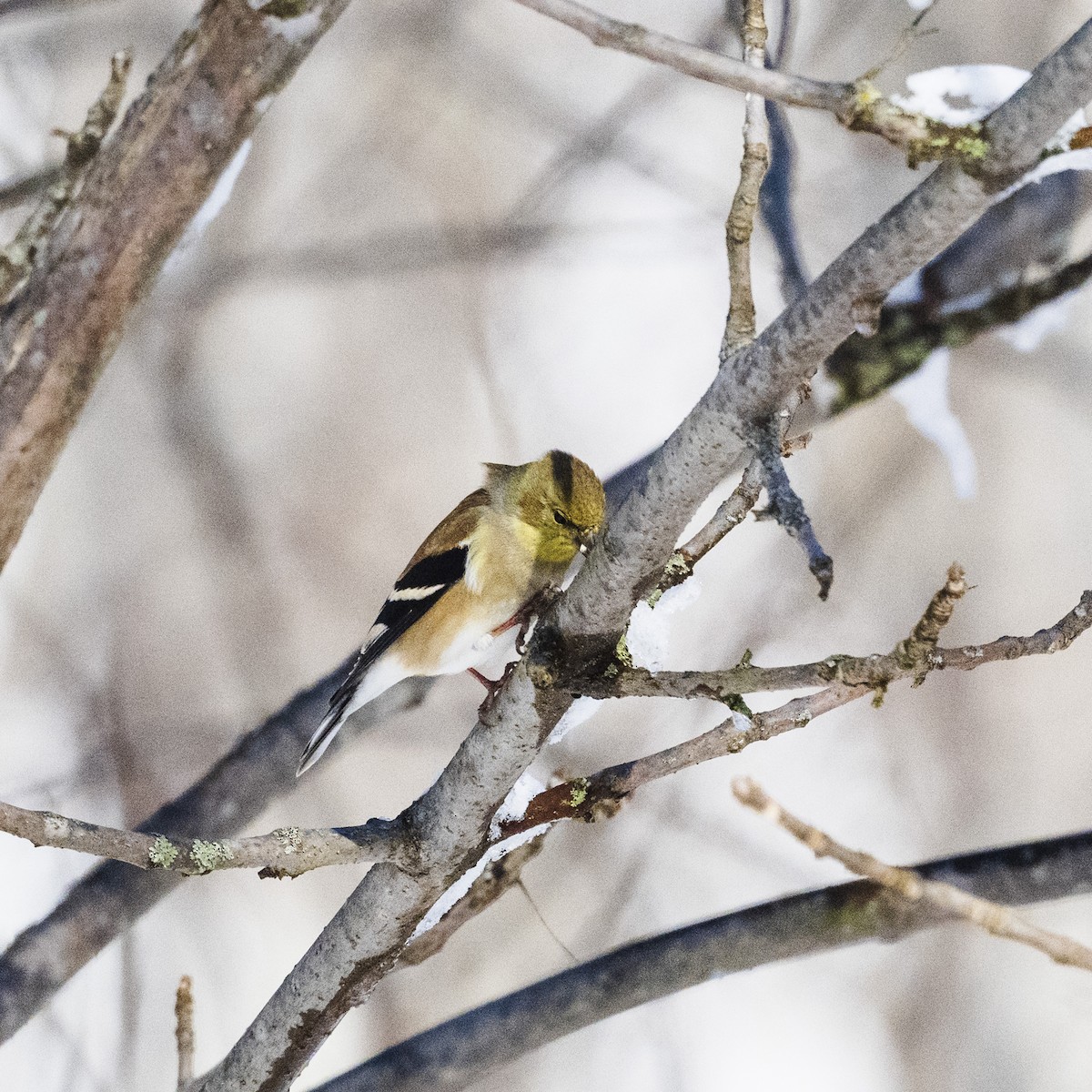 American Goldfinch - ML631425372