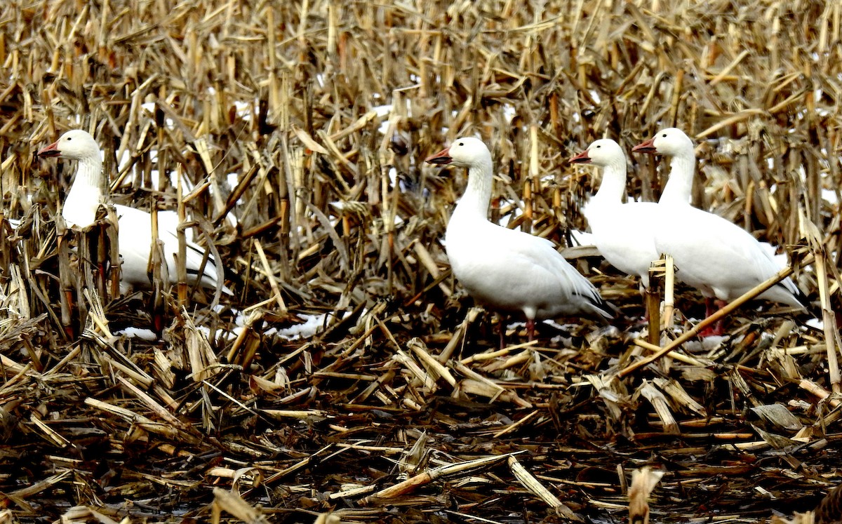 Snow Goose - ML631425401