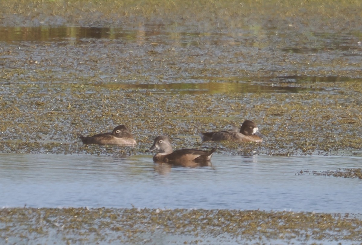 Ring-necked Duck - ML631425685