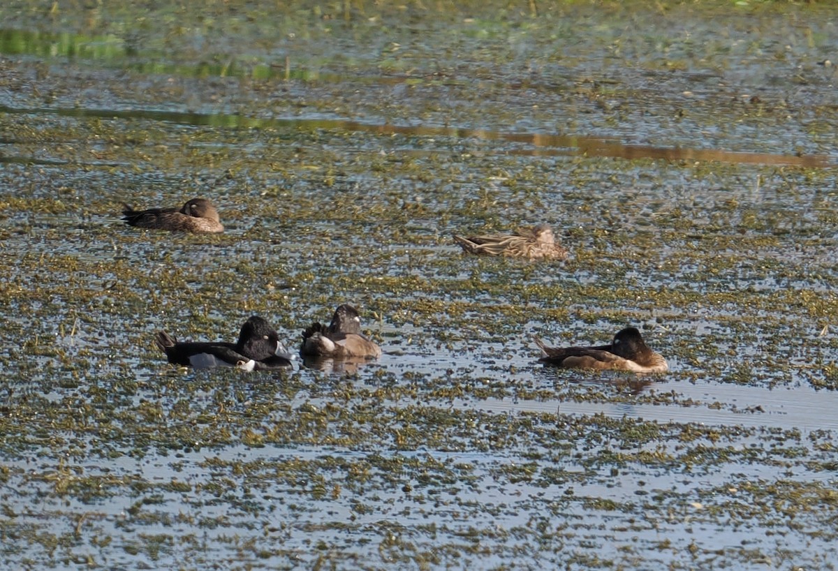 Ring-necked Duck - ML631425690