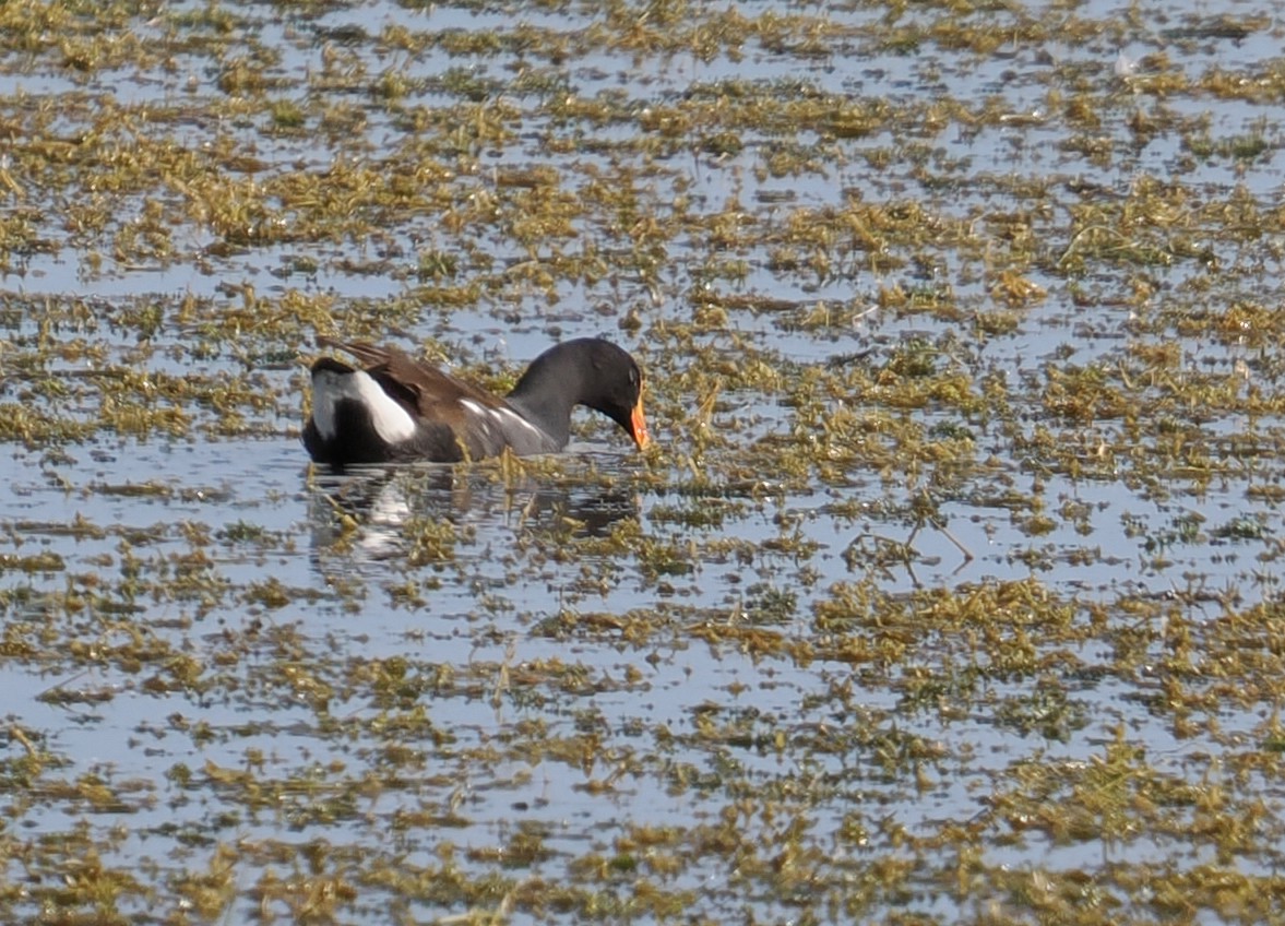 Common Gallinule - ML631425693