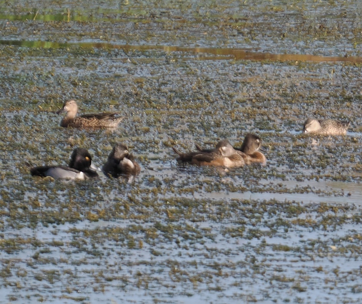 Ring-necked Duck - ML631425727