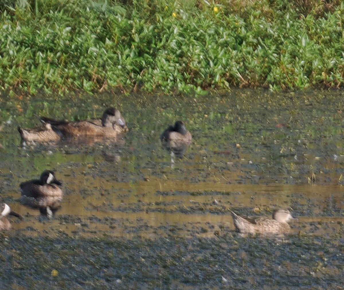American Wigeon - ML631425756