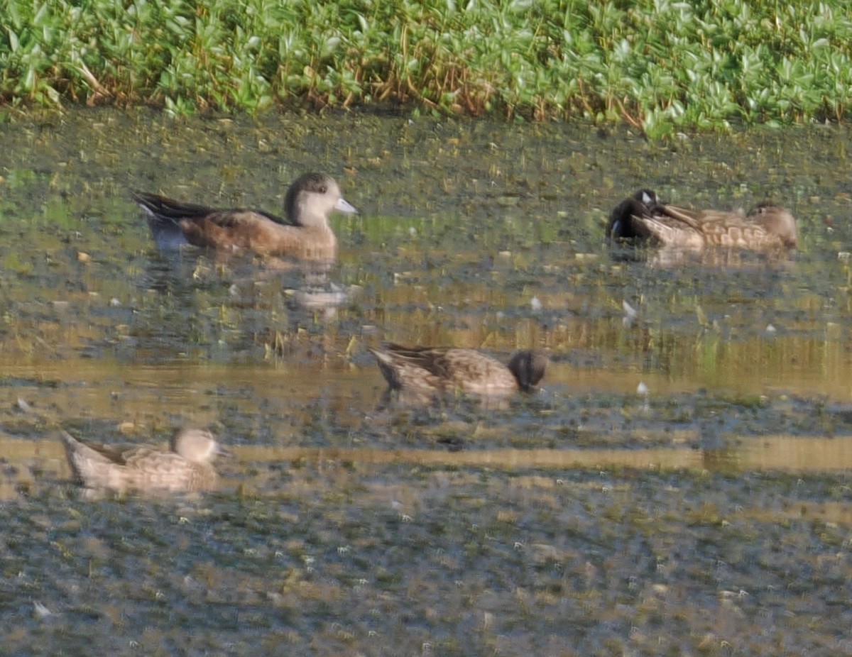 American Wigeon - ML631425770