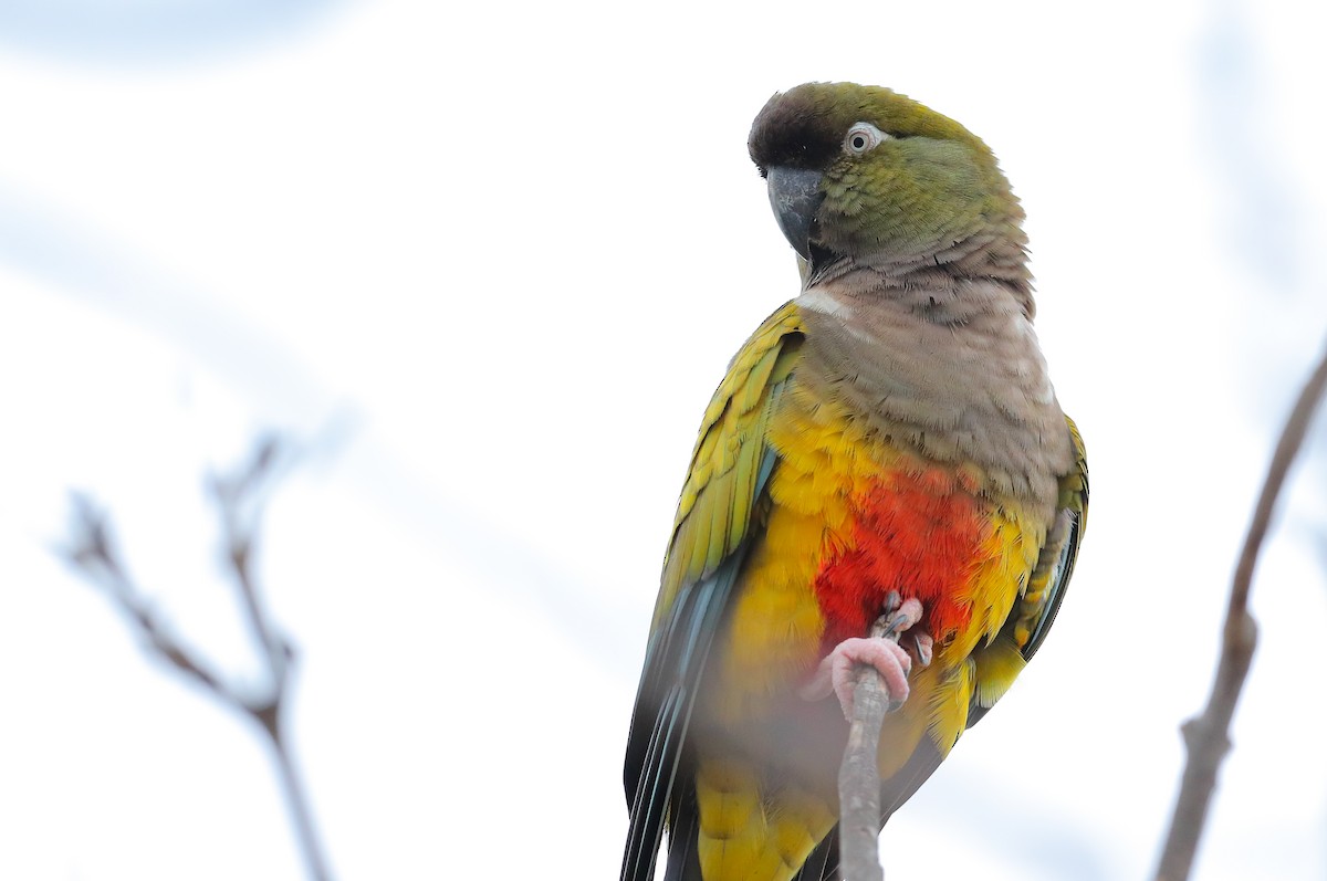 Burrowing Parakeet - ML631425793