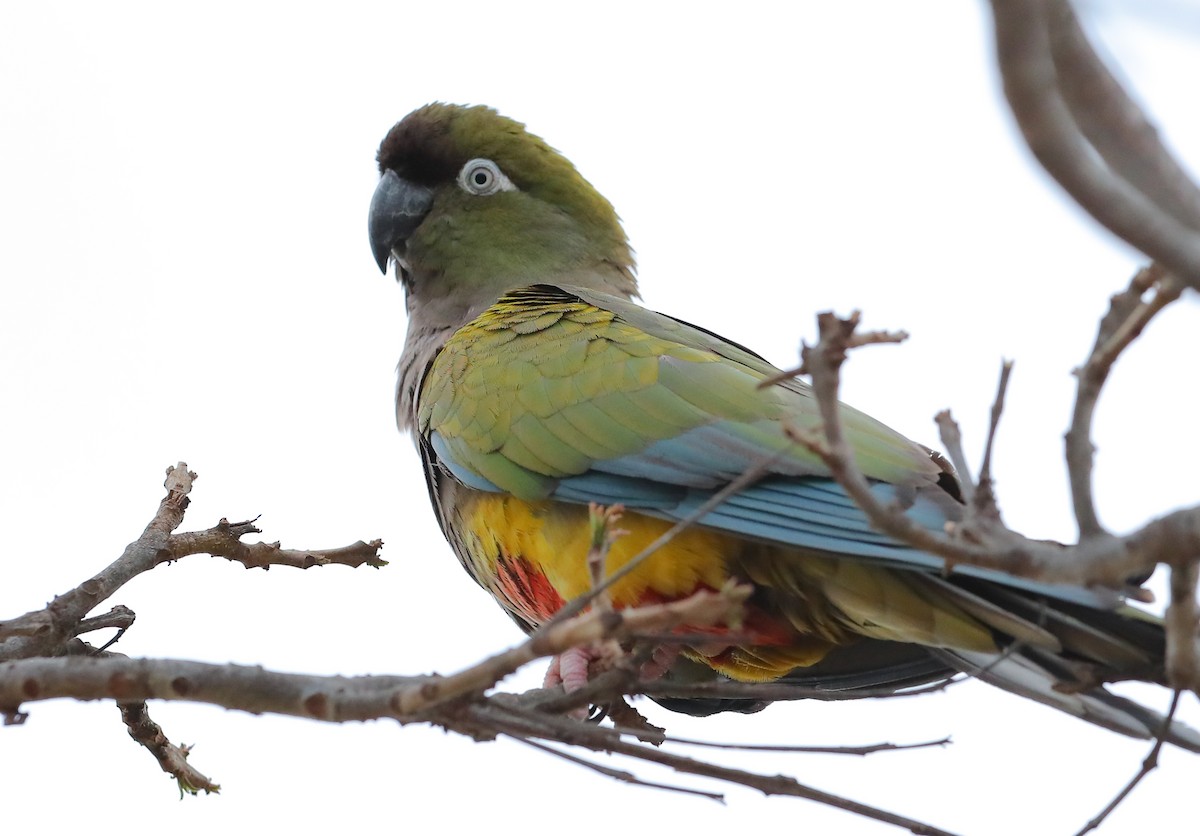 Burrowing Parakeet - ML631425794