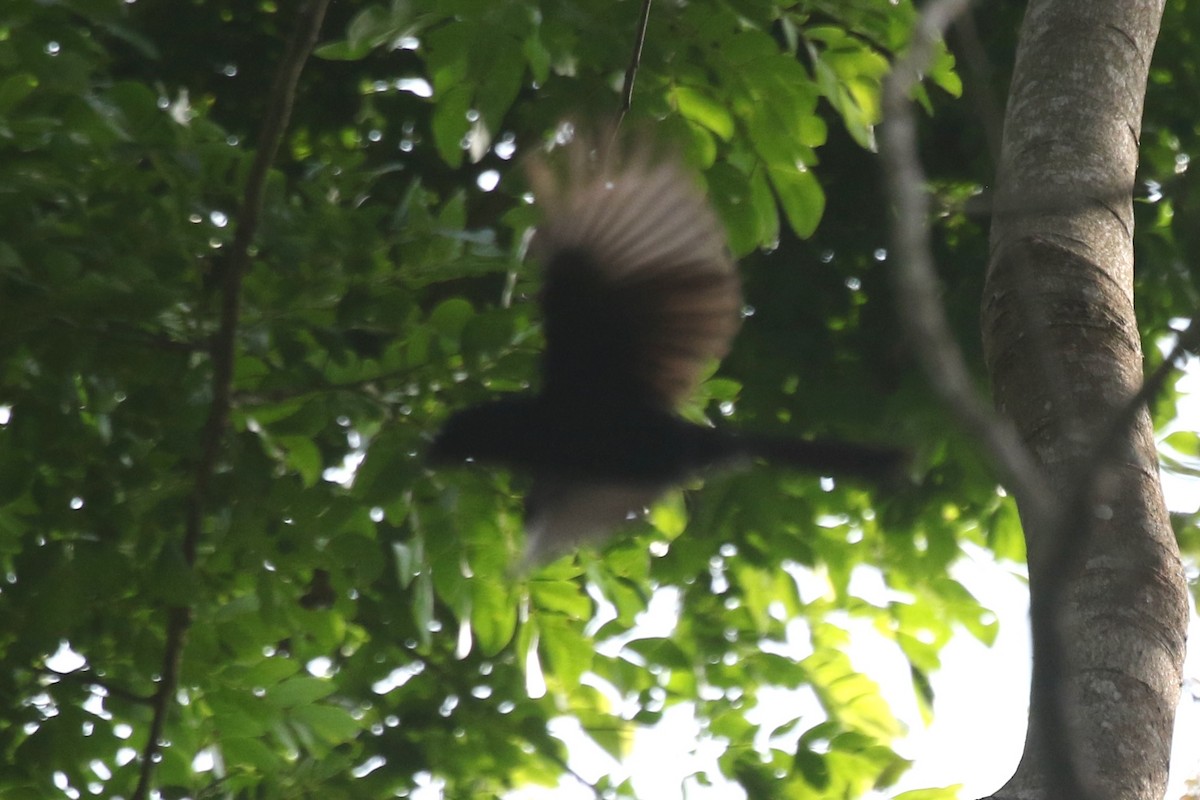 Shining Drongo - ML631425999