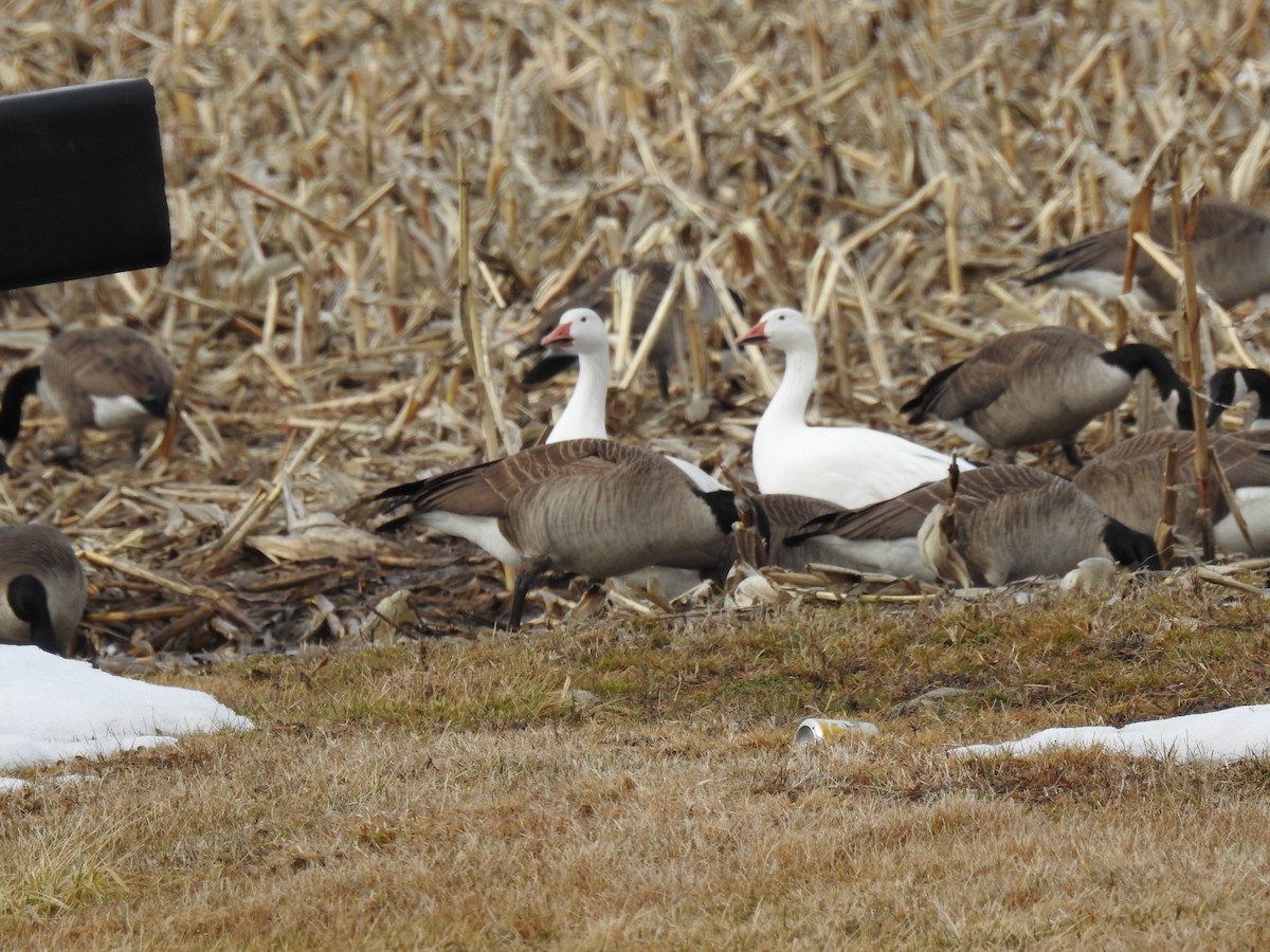 Snow Goose - ML631426040