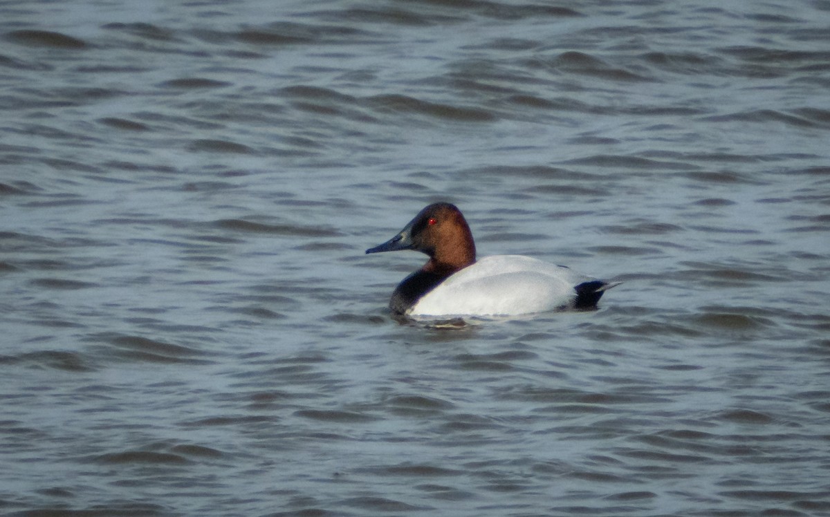 Canvasback - ML631426369