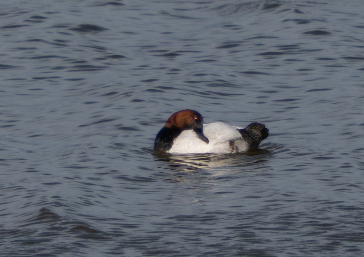 Canvasback - ML631426370