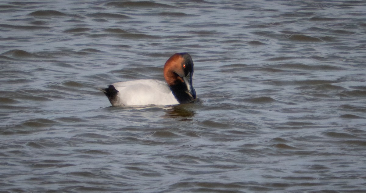 Canvasback - ML631426371