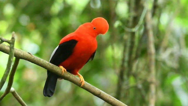 Andean Cock-of-the-rock - ML631426430