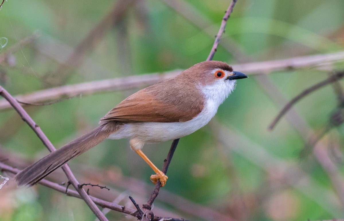 Yellow-eyed Babbler - abhishek ravindra