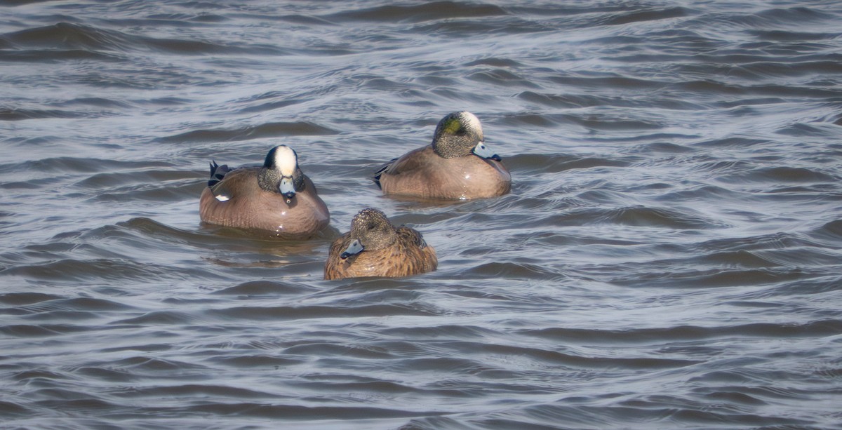 American Wigeon - ML631426633