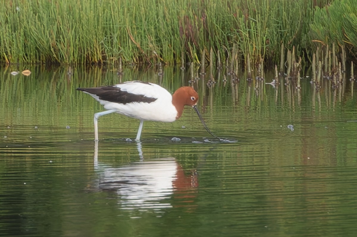 Red-necked Avocet - ML631426730