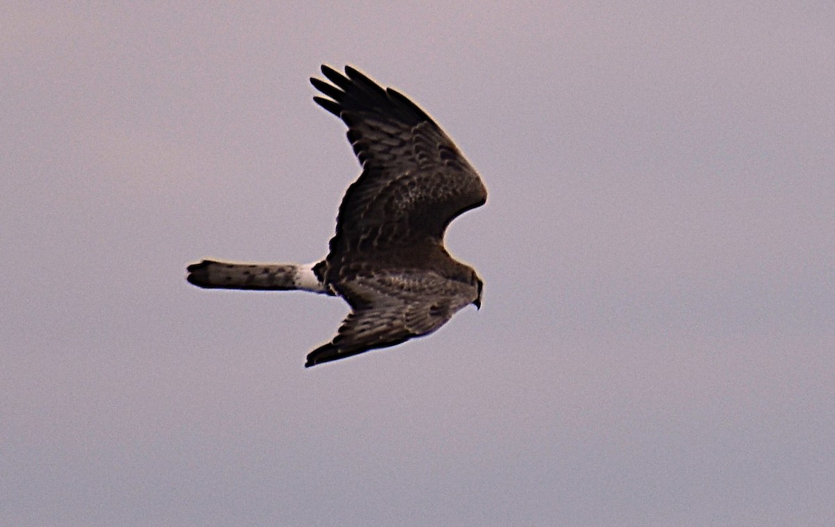 mørkmyrhauk - ML631426810