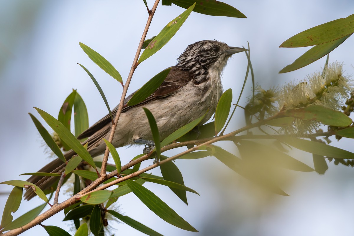 Striped Honeyeater - ML631426832