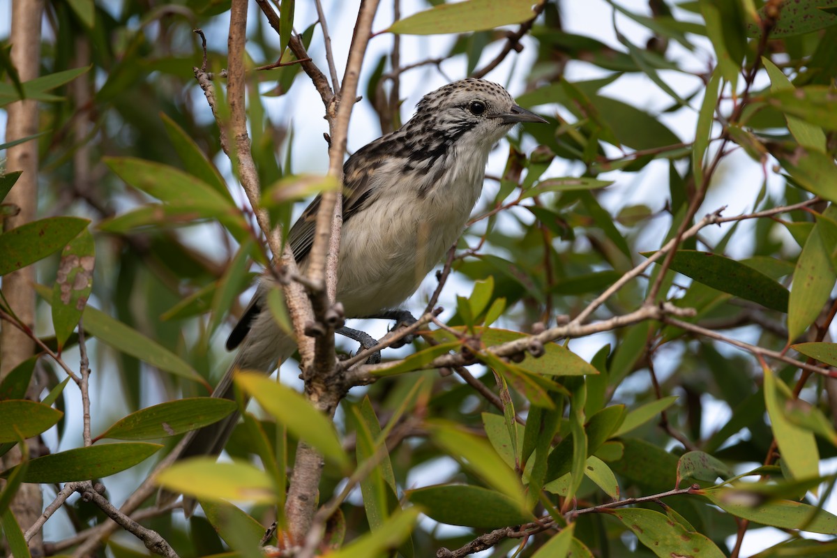 Striped Honeyeater - ML631426835