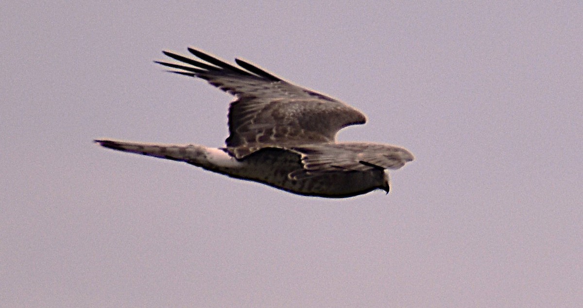 mørkmyrhauk - ML631426840