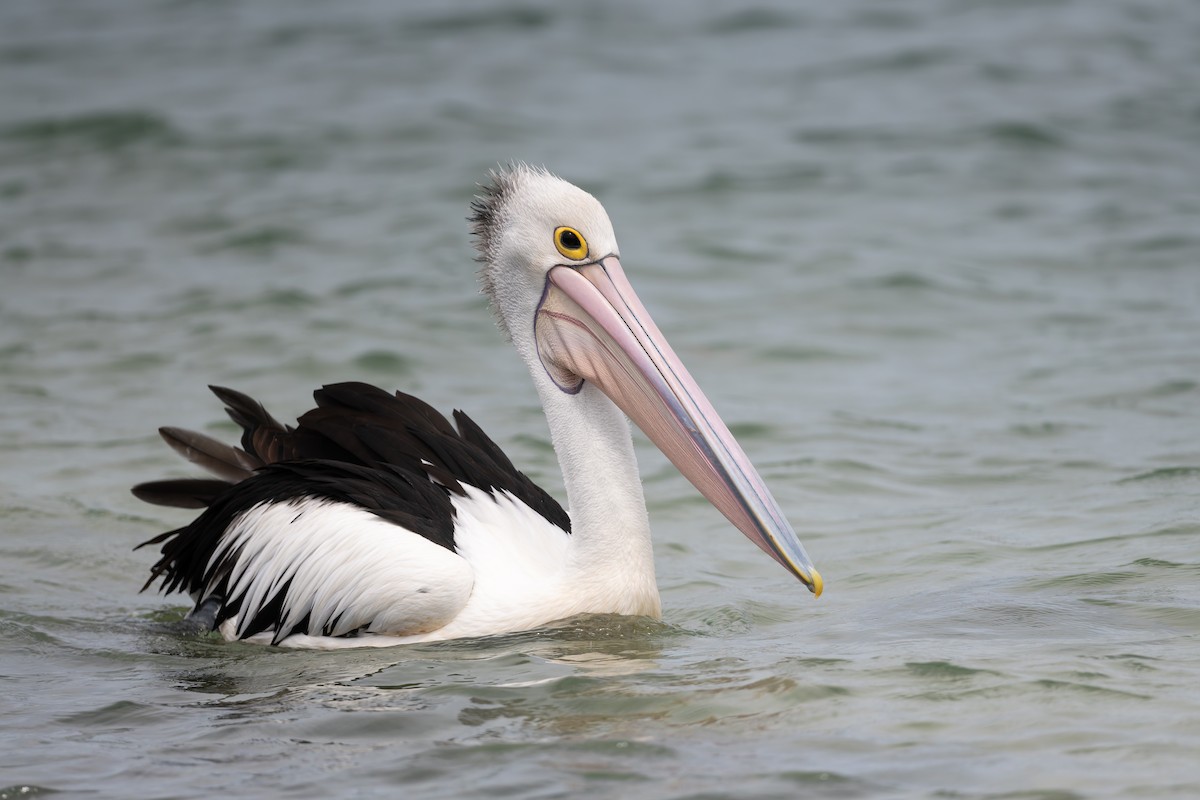 Australian Pelican - ML631426880