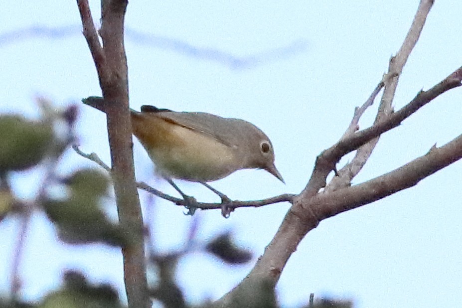 Virginia's Warbler - ML631426997