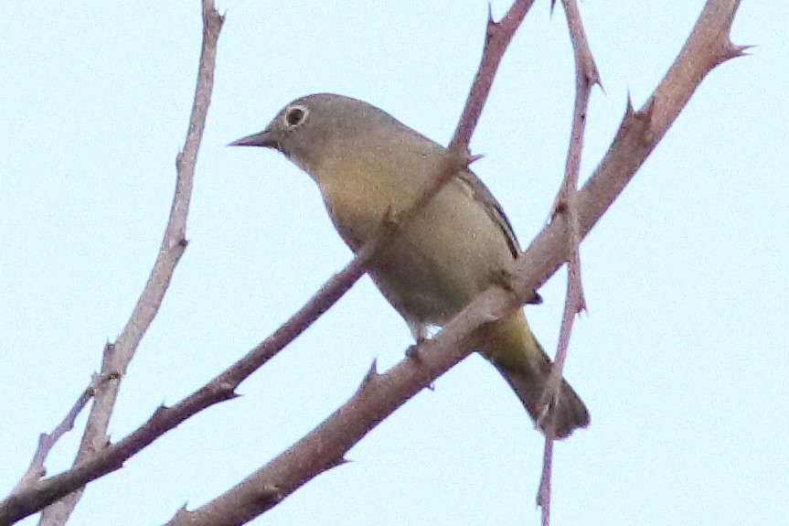 Virginia's Warbler - ML631426998