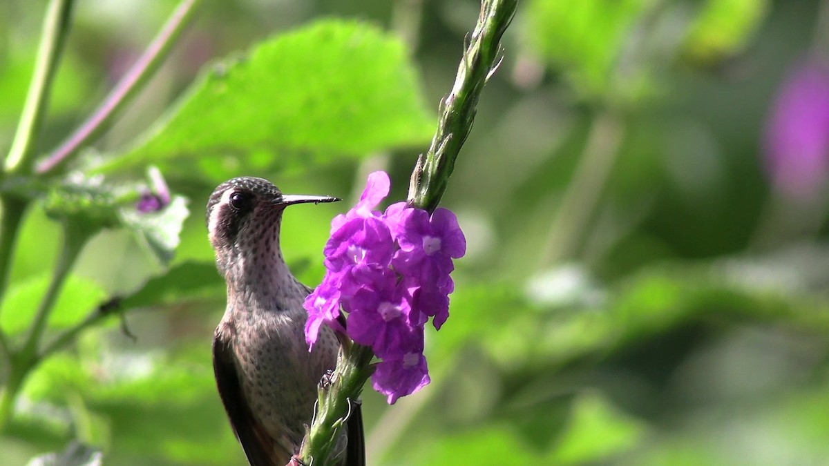 Speckled Hummingbird - ML631427202