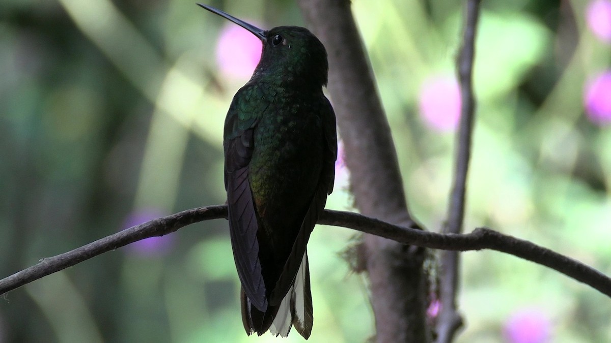 Green-backed Hillstar - ML631427221