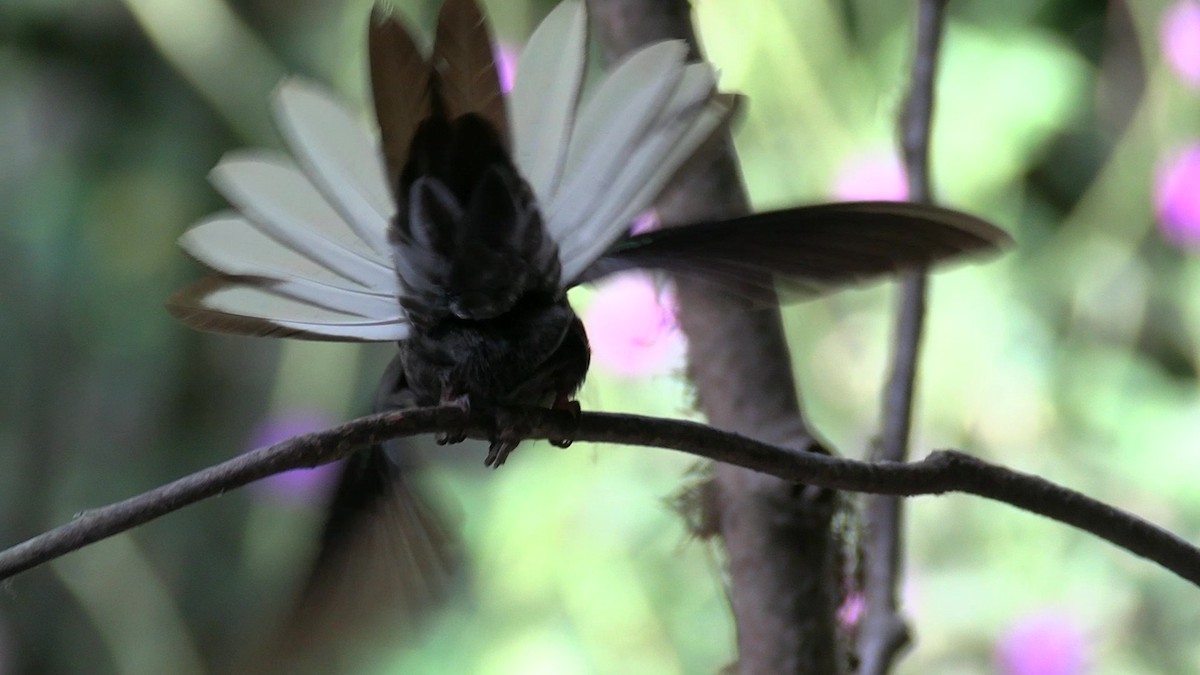 Green-backed Hillstar - ML631427223
