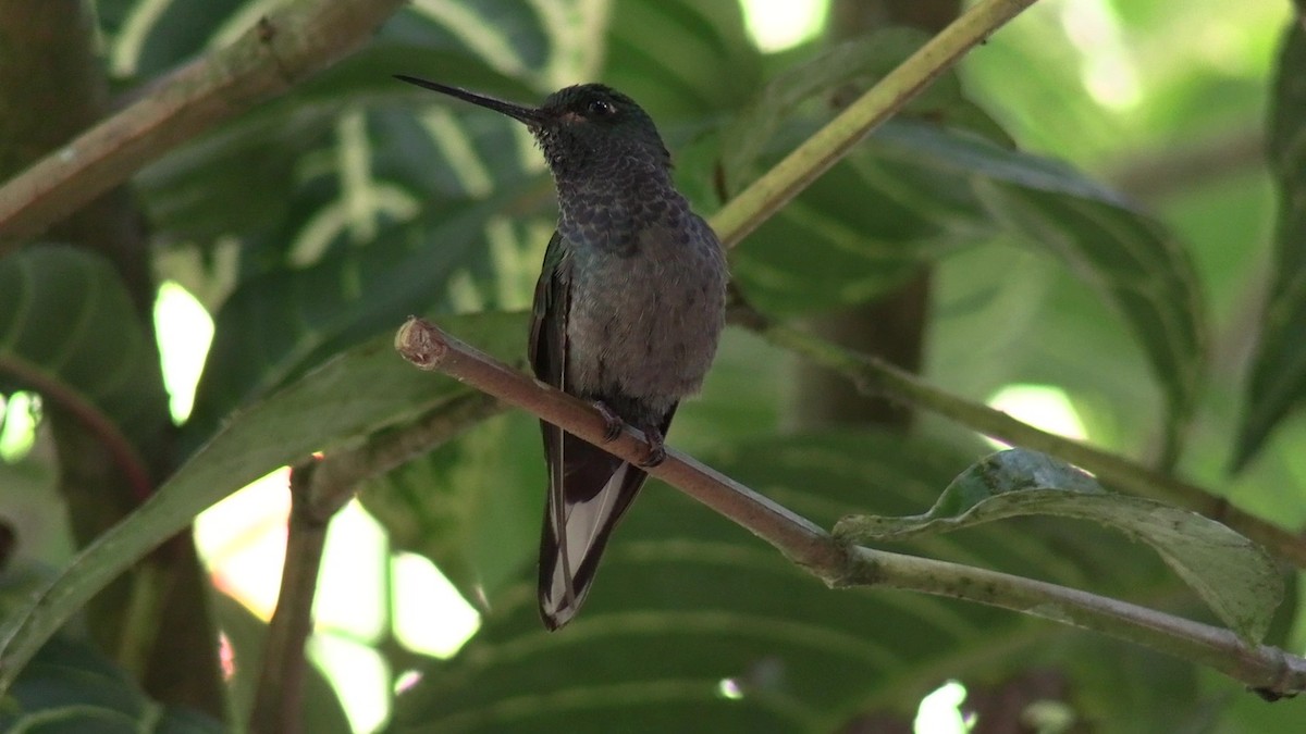 Green-backed Hillstar - ML631427232