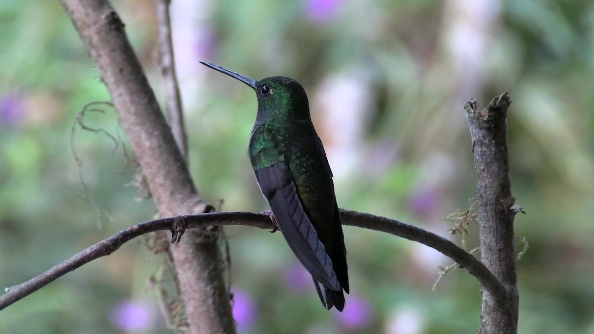 Green-backed Hillstar - ML631427242