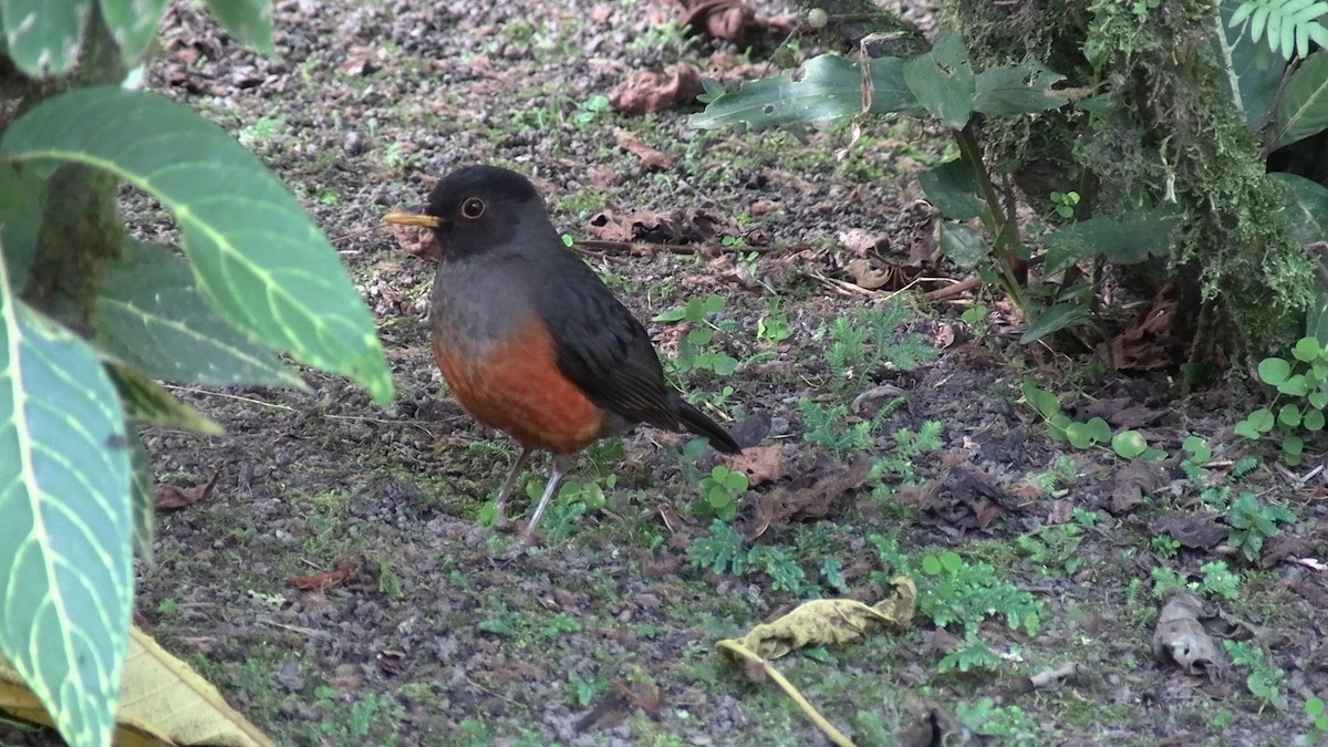 Chestnut-bellied Thrush - ML631427287